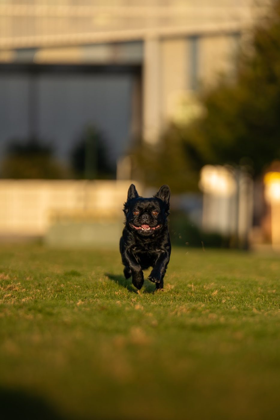 Frenchie in the grass — photo by 512 Capitol Media