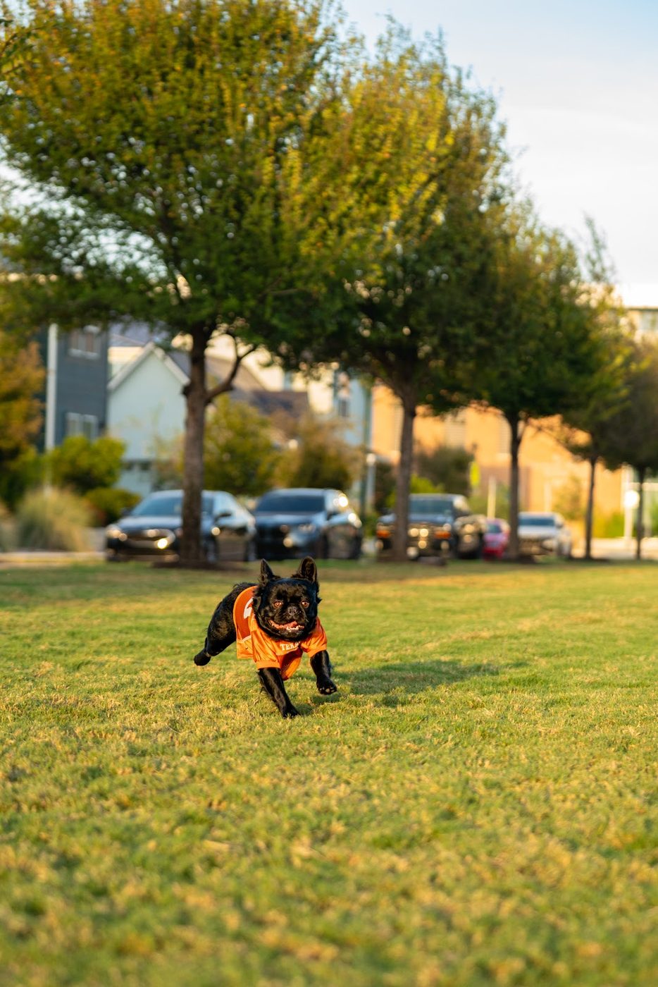 Game day, standing tall — photo by 512 Capitol Media