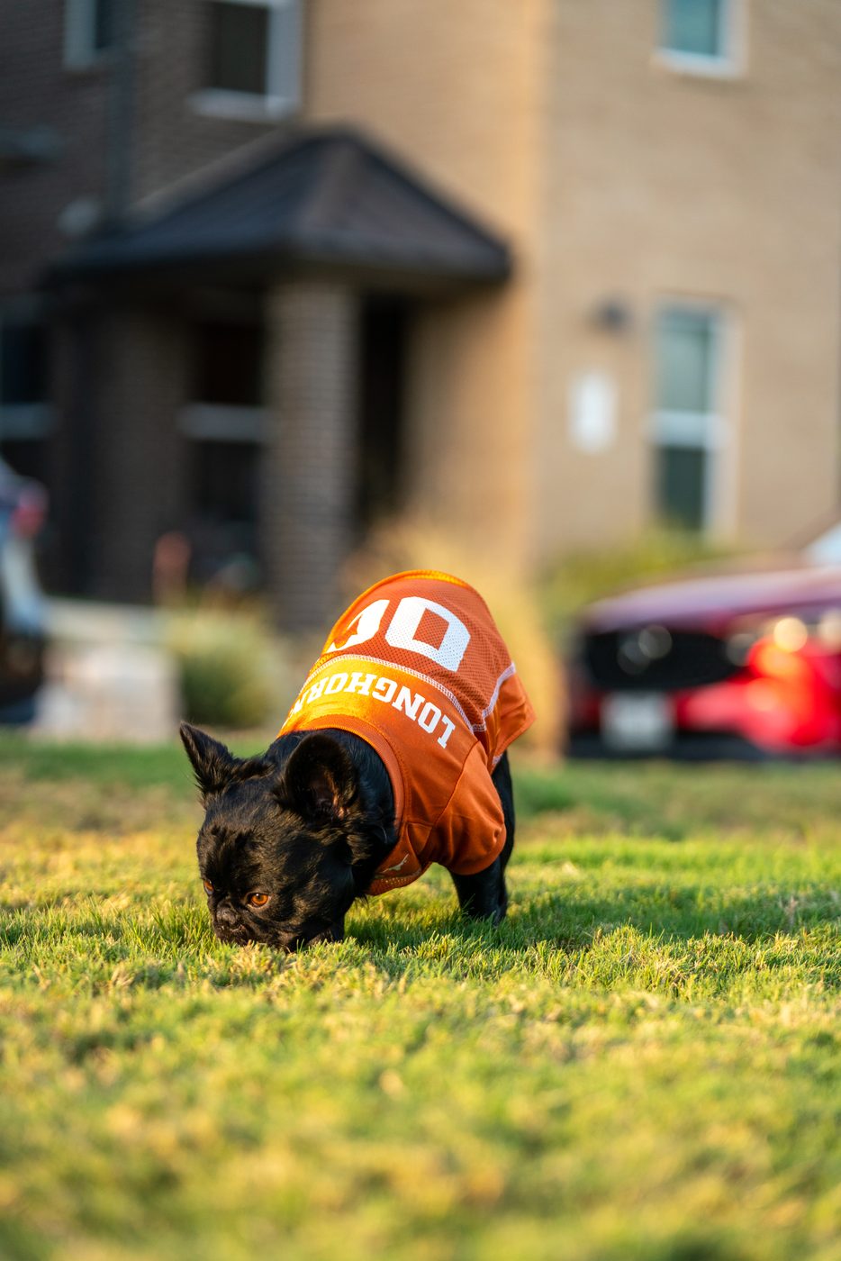 French bulldog wearing a Texas Longhorns jersey on the grass